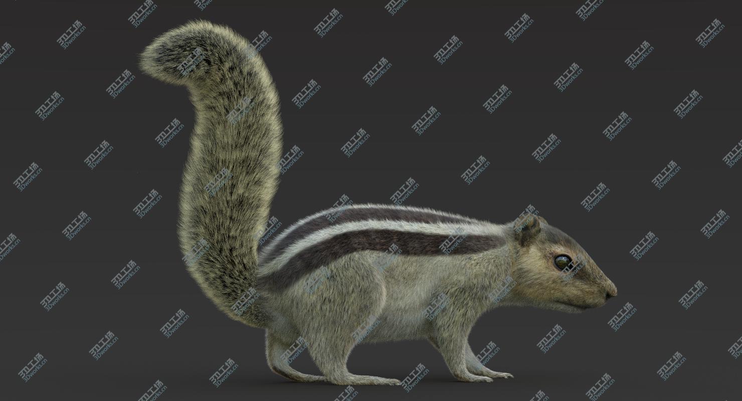 images/goods_img/2021040162/3D Squirrel 2 (Fur) Rigged model/5.jpg
